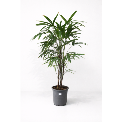 Raphis Excelsa 135cm